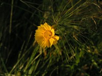 Yellow Coreopsis