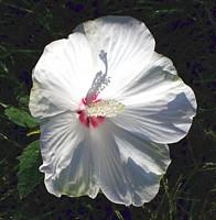 White Hibiscus in Morning