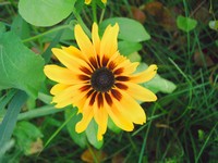 Yellow Wildflower with Red Center