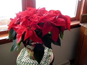 Poinsetta