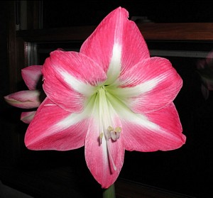 Apple Blossom Amaryllis