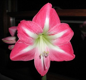 Apple Blossom Amaryllis