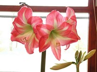 Apple Blossom Amaryllis