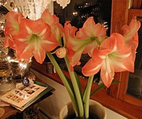 Apple Blossom Amaryllis