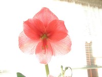 Salmon Amaryllis