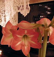 Apple Blossom Amaryllis