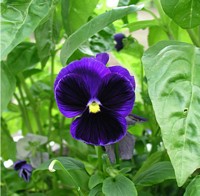 Violet Pansy