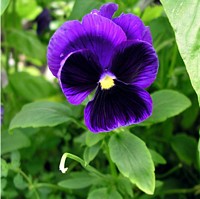 Violet Pansy