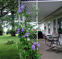 Blue Clematis Bush