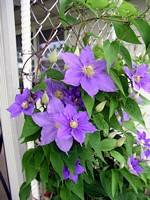 Blue Clematis Bush