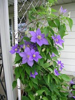 Blue Clematis Bush