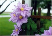 Raindrenched Clematis