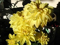 Easter Dahlia