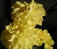 Yellow Dahlia