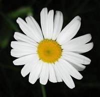 Daisy