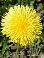 dandelion