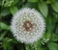 Dandelion Fluff