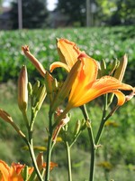 Daylilies at sunset