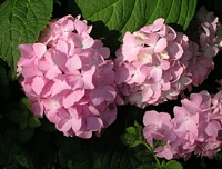 Hydrangea