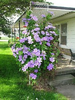 Clematis Bush