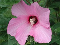 Hibiscus