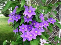 Clematis Bush in Bloom