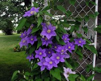 Clematis Bush in Bloom