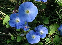 Blue Morning Glories