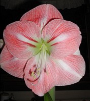 Amaryllis