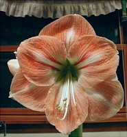 Amaryllis