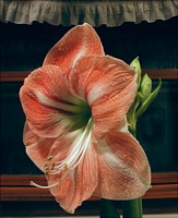 Amaryllis