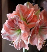 Amaryllis