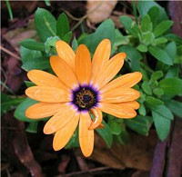 Orange Symphony Osteospermum