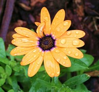 Orange Symphony Osteospermum