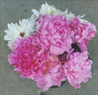 Pink Peonies