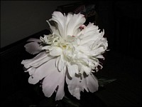 White Peony