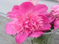 Pink Peony