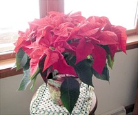 Poinsetta