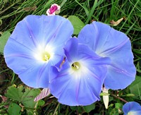 Radiant Morning Glory