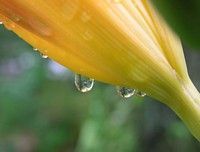 Rain Drops on Day Lilies