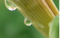 Stand of Day Lilies Reflected