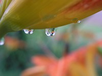 Day Lily Reflected