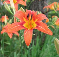 Day Lily