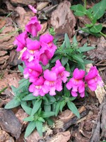 Purple Snap Dragons