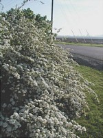 Spirea Blooms