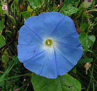 Blue Morning Glory