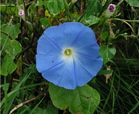 Blue Morning Glory