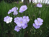 Wildflowers