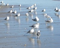 Sea Gulls on the Beach