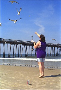 Feeding Gulls